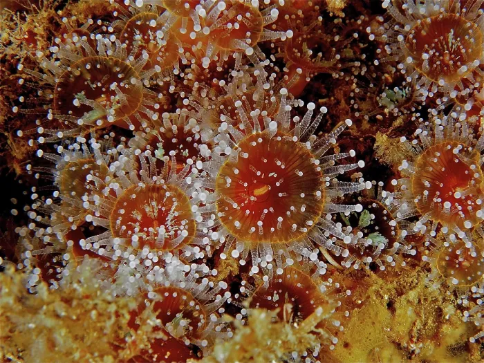 Framed Print : Jewelled anemone (Corynactis viridis) Framed Print : Jewelled anemone (Corynactis viridis)