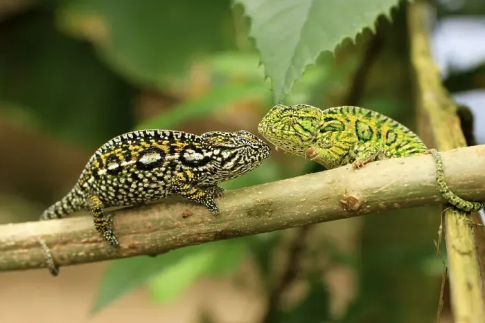 Framed Print : Jewelled Chameleon or Carpet Chameleon (Furcifer lateralis)