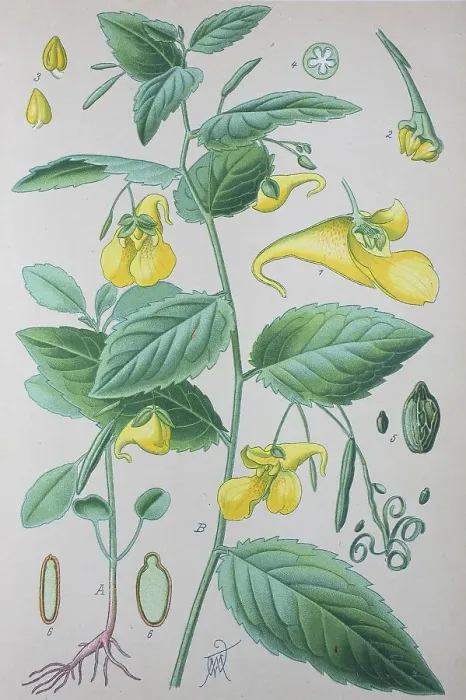 Framed Print : Jewelweed (Impatiens), historical illustration from 1885