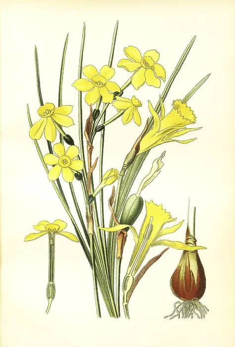 Framed Print : Jonquilla, Jonoquil Pseudo Narcissus