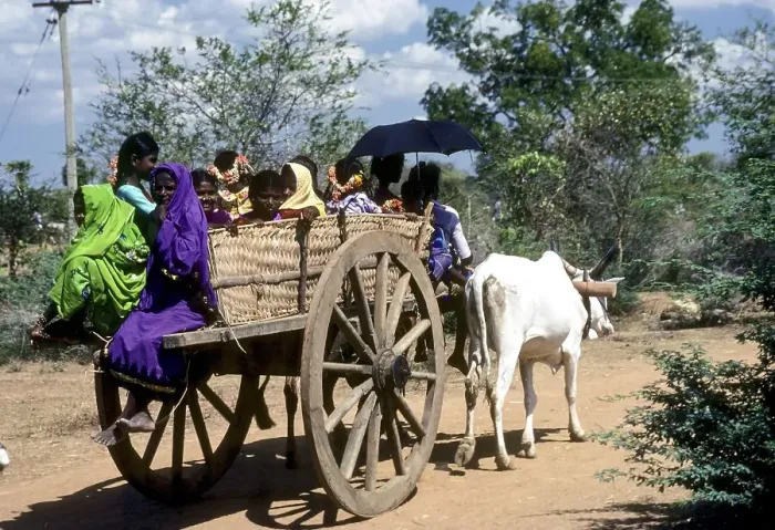 Framed Print : A journey in a bullock cart by villagers