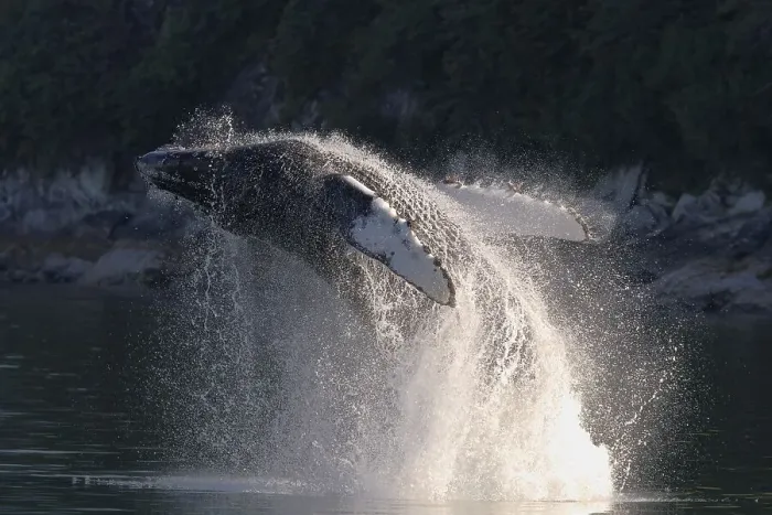 Framed Print : Jumping Humpback whale (Megaptera novaeangliae) Framed Print : Jumping Humpback whale (Megaptera novaeangliae)