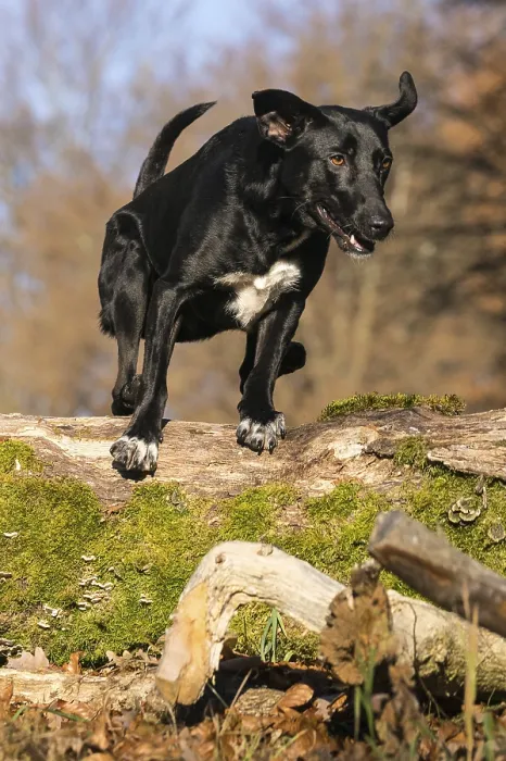 Framed Print : Jumping mixed-breed bitch