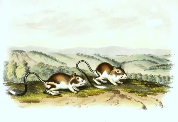 Framed Print : Jumping mouse, digitally restored reproduction of an original from the 19th century Framed Print : Jumping mouse, digitally restored reproduction of an original from the 19th century