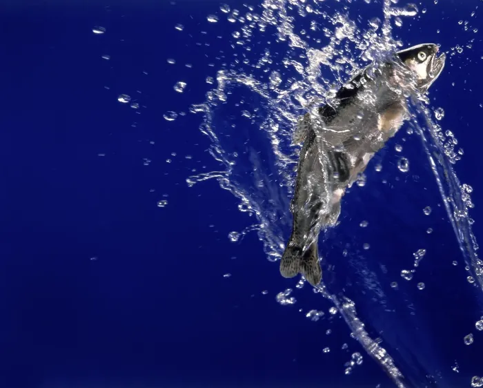 Framed Print : Jumping Rainbow Trout