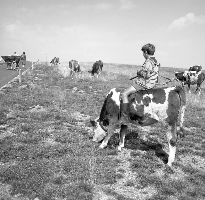 Framed Print : Junge rides on a cow, ca. 1955 Framed Print : Junge rides on a cow, ca. 1955