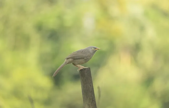 Framed Print : A jungle babbler (Argya striata)