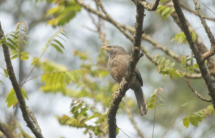 Framed Print : A jungle babbler (Argya striata) on a tree branch
