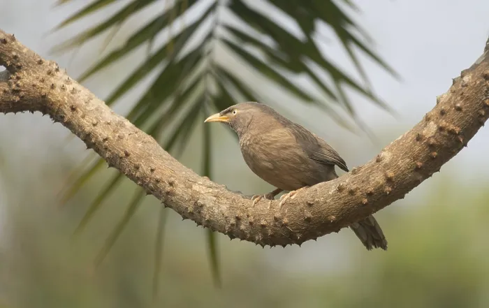Framed Print : A jungle babbler (Argya striata) on a tree branch Framed Print : A jungle babbler (Argya striata) on a tree branch
