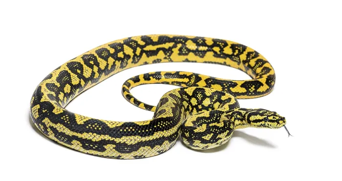 Framed Print : Jungle carpet python, Morelia spilota cheynei Framed Print : Jungle carpet python, Morelia spilota cheynei