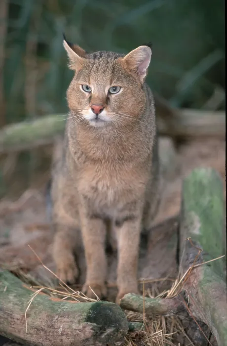 Framed Print : Jungle cat (Felis chaus)