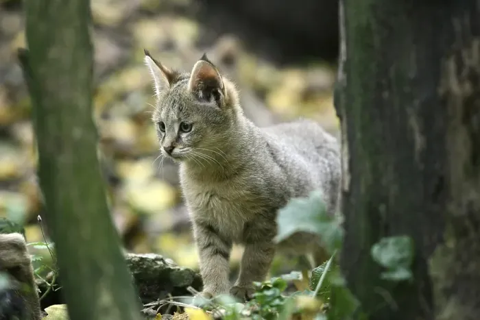 Framed Print : Jungle Cat (felis chaus), Cub
