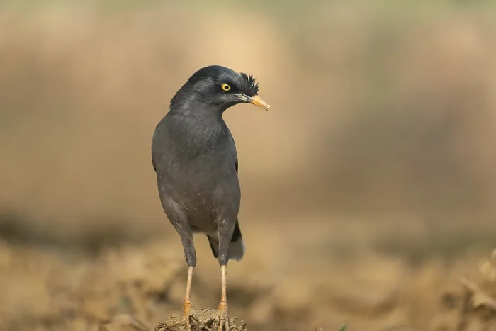 Framed Print : A jungle myna (Acridotheres fuscus) stands on the ground against a blurred background Framed Print : A jungle myna (Acridotheres fuscus) stands on the ground against a blurred background