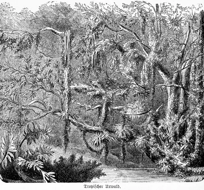 Framed Print : Jungle, rainforest, inner tropics