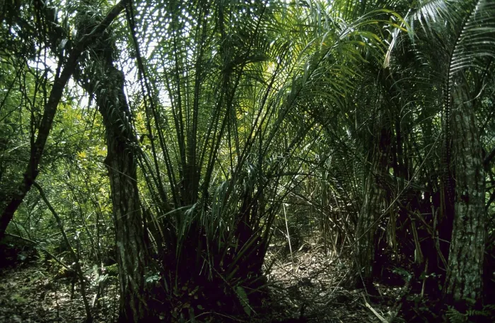 Framed Print : Jungle thicket