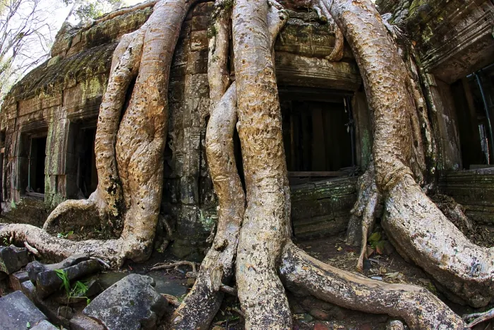 Framed Print : Jungle tree covering the stones of the temple of Ta Prohm in Angkor Wat
