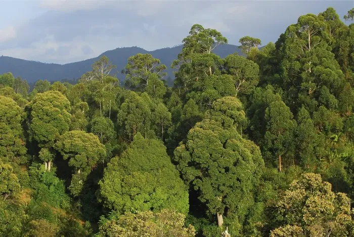 Framed Print : Jungle in the Usambara Mountains, Tanzania, Africa
