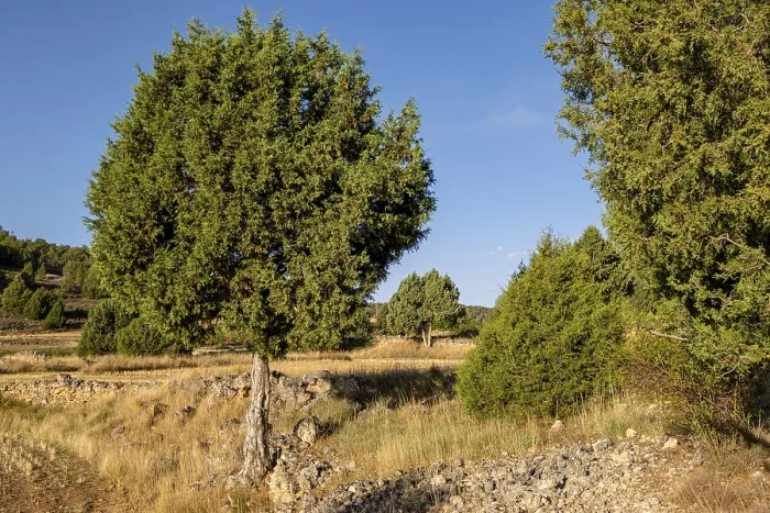 Framed Print : Juniper forest, Chaorna, Soria Framed Print : Juniper forest, Chaorna, Soria