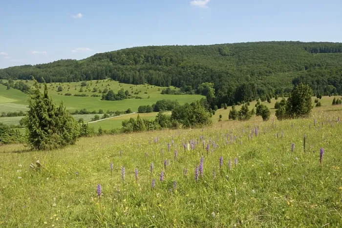 Framed Print : Juniper pastures, Wiesenthaler Schweiz nature reserve, Wiesenthal, Rhoen Biosphere Reserve, Thuringia, Germany, Europe