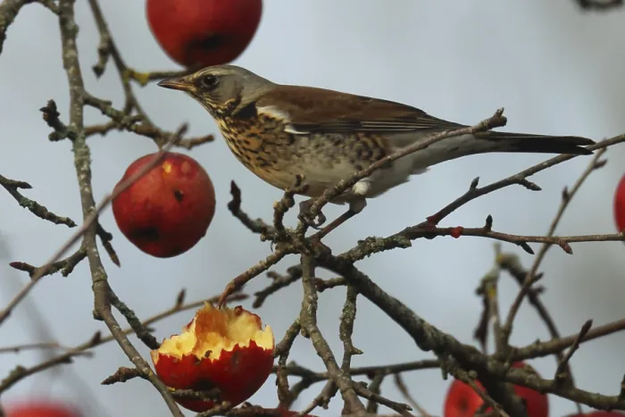 Framed Print : Juniper thrush, Turdus iliacus