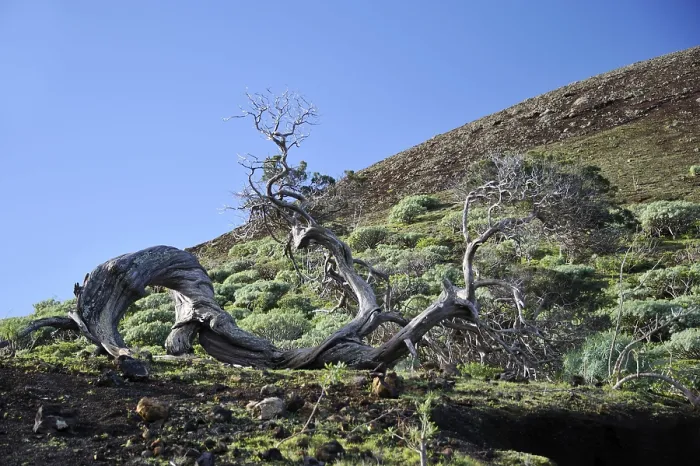 Framed Print : Juniper tree, El Hierro, El Sabinar