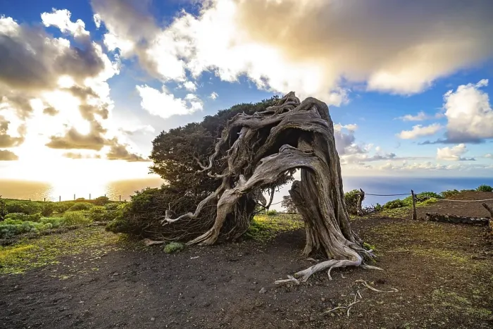 Framed Print : Juniper tree Sabina shaped by the wind near El Sabinar