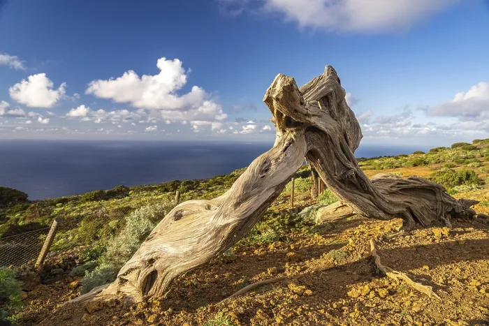 Framed Print : Juniper tree Sabina shaped by the wind near El Sabinar