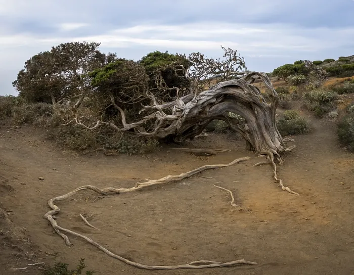 Framed Print : Juniper tree, at sunset, El Sabinar