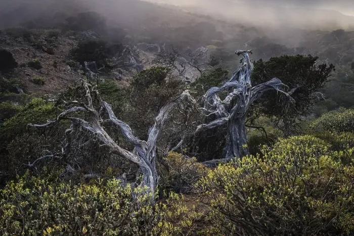 Framed Print : Juniper trees, foggy atmosphere