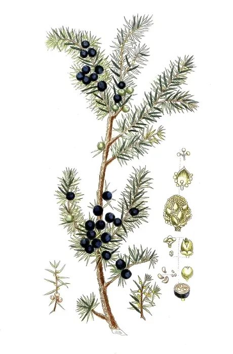 Framed Print : Juniperus communis, common juniper