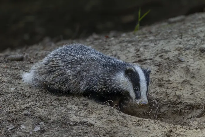 Framed Print : Just 3 months old, the badger (Meles meles) is practising digging in the fine sand