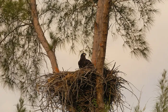 Framed Print : Juvenile Baby bald eaglet Haliaeetus leucocephalus in a nest on Marco Island