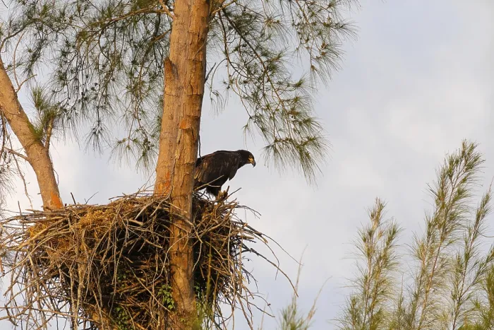 Framed Print : Juvenile Baby bald eaglet Haliaeetus leucocephalus in a nest on Marco Island