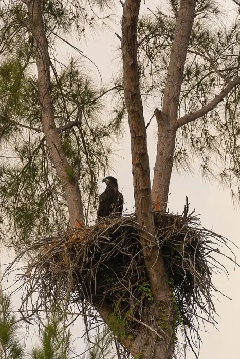 Framed Print : Juvenile Baby bald eaglet Haliaeetus leucocephalus in a nest on Marco Island