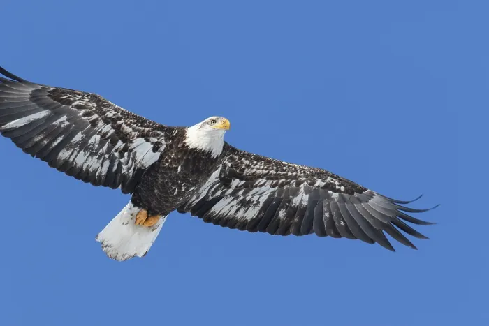 Framed Print : Juvenile bald eagle (Haliaeetus leucocephalus) flying under a blue sky