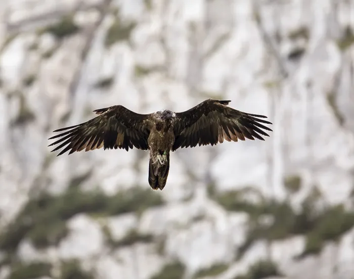 Framed Print : Juvenile bearded vulture (Gypaetus barbatus)