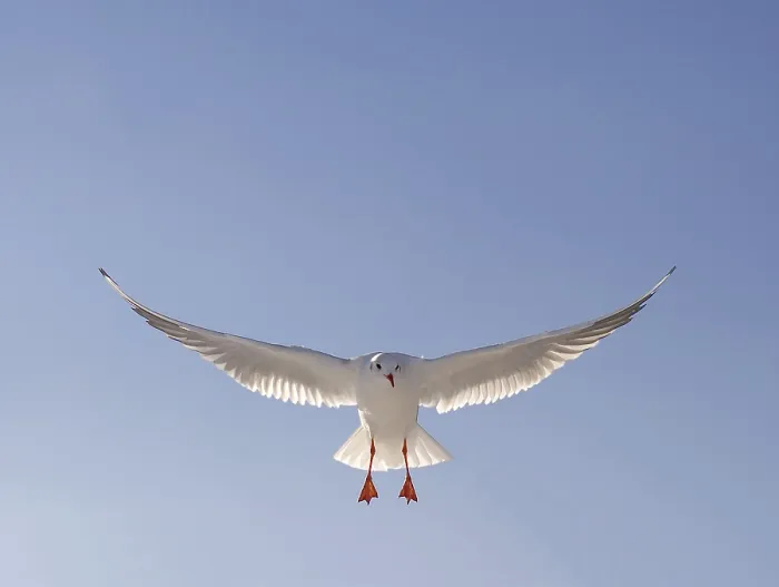 Framed Print : A juvenile black-headed gull (Larus Ridibundus) lands