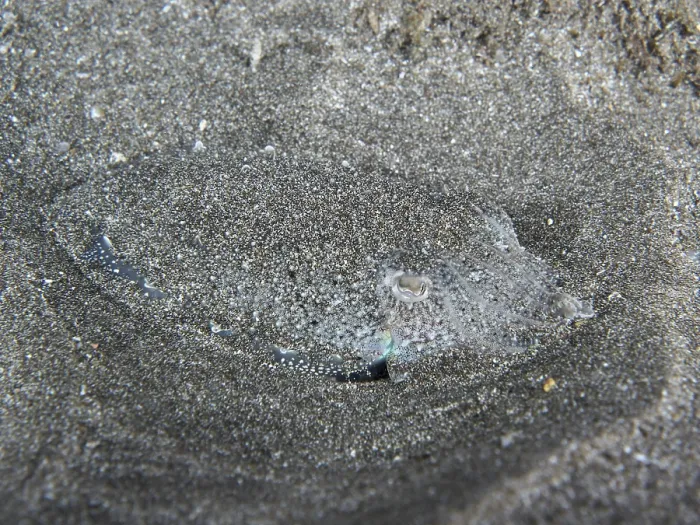 Framed Print : A juvenile Common cuttlefish (Sepia officinalis) camouflaged and hiding in the sand of the seabed