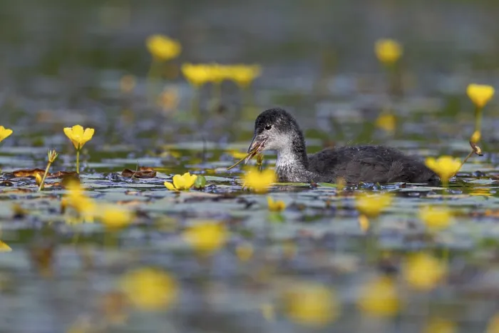 Framed Print : A juvenile coot (Fulica atra) foraging among flowering water lilies