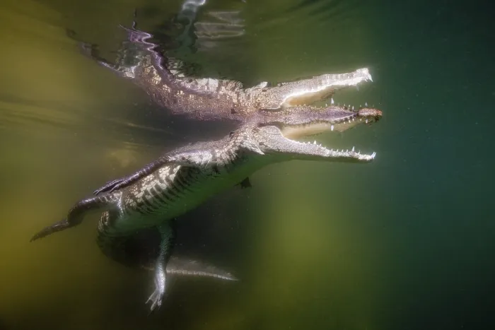 Framed Print : Juvenile crocodile, Crocodylus acutus Framed Print : Juvenile crocodile, Crocodylus acutus