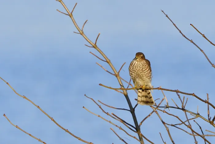 Framed Print : Juvenile Eurasian sparrowhawk in the first winter