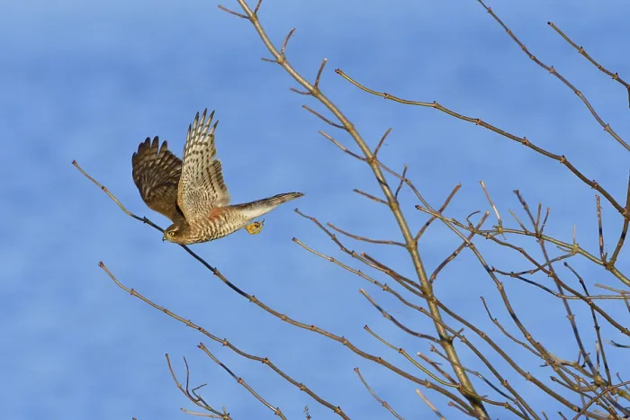 Framed Print : Juvenile Eurasian sparrowhawk in the first winter