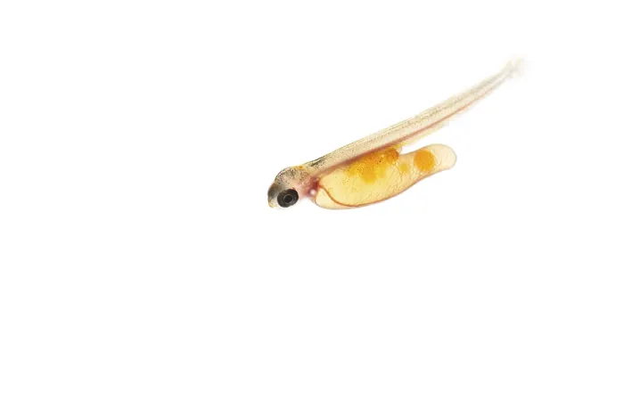 Framed Print : Juvenile fish, larva of Atlantic salmon (Salmo salar) after hatching in water