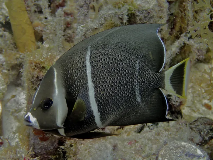 Framed Print : Juvenile gray angelfish (Pomacanthus arcuatus)