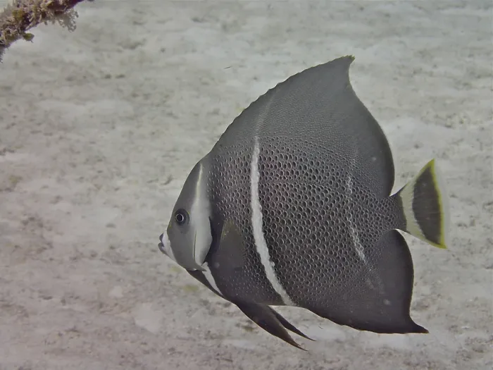 Framed Print : Juvenile gray angelfish (Pomacanthus arcuatus)