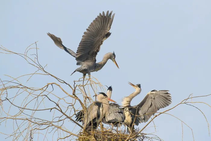Framed Print : Two juvenile Grey Herons (Ardea cinerea) argue on the nest