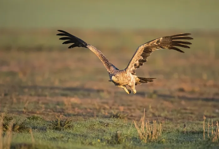 Framed Print : Juvenile Iberian Eagle in flight Framed Print : Juvenile Iberian Eagle in flight