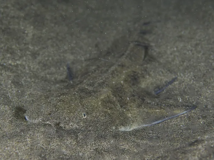 Framed Print : Juvenile monkfish (Squatina squatina) buried in the sand at night