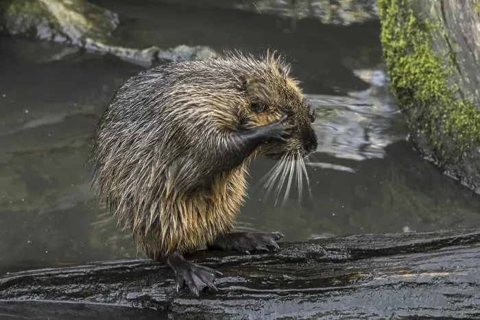 Framed Print : Juvenile nutria (Myocastor coypus)