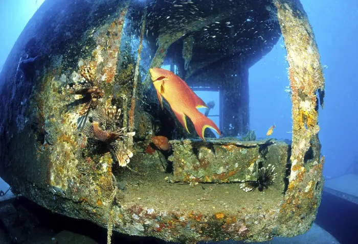 Framed Print : Juvenile perch in the wreck Framed Print : Juvenile perch in the wreck